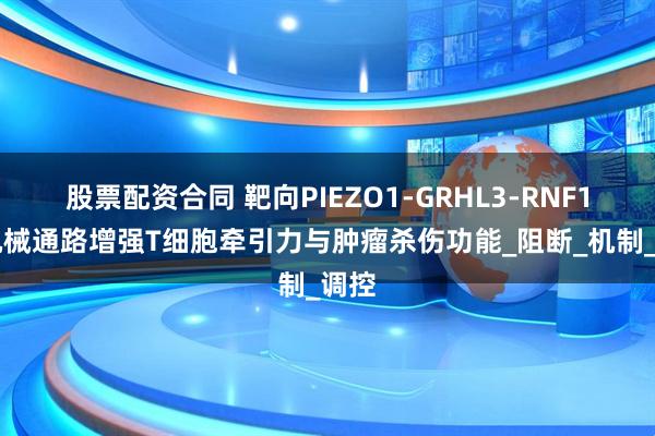 股票配资合同 靶向PIEZO1-GRHL3-RNF114机械通路增强T细胞牵引力与肿瘤杀伤功能_阻断_机制_调控